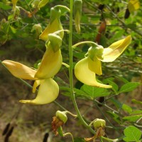 Crotalaria laburnifolia L.